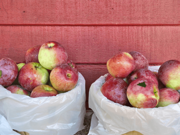 10 Things Croton Residents Can Do in Connecticut This Fall (No Pressure)