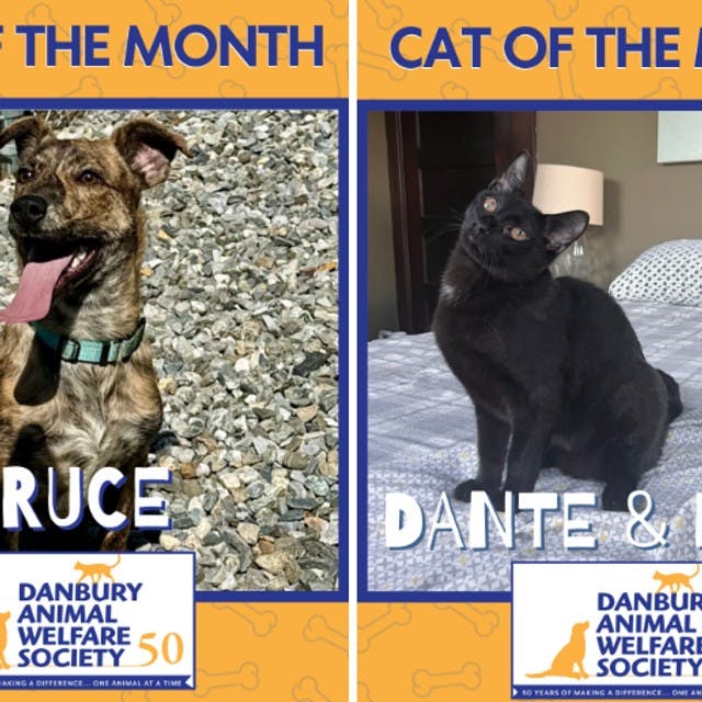 Meet DAWS Adorable Pets of the Month! 25% Reduced Adoption Fees!