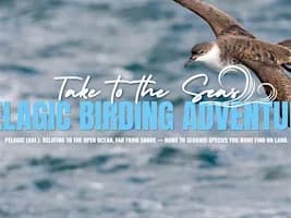 Pelagic Birding Adventure