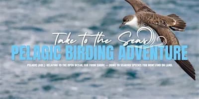 Pelagic Birding Adventure