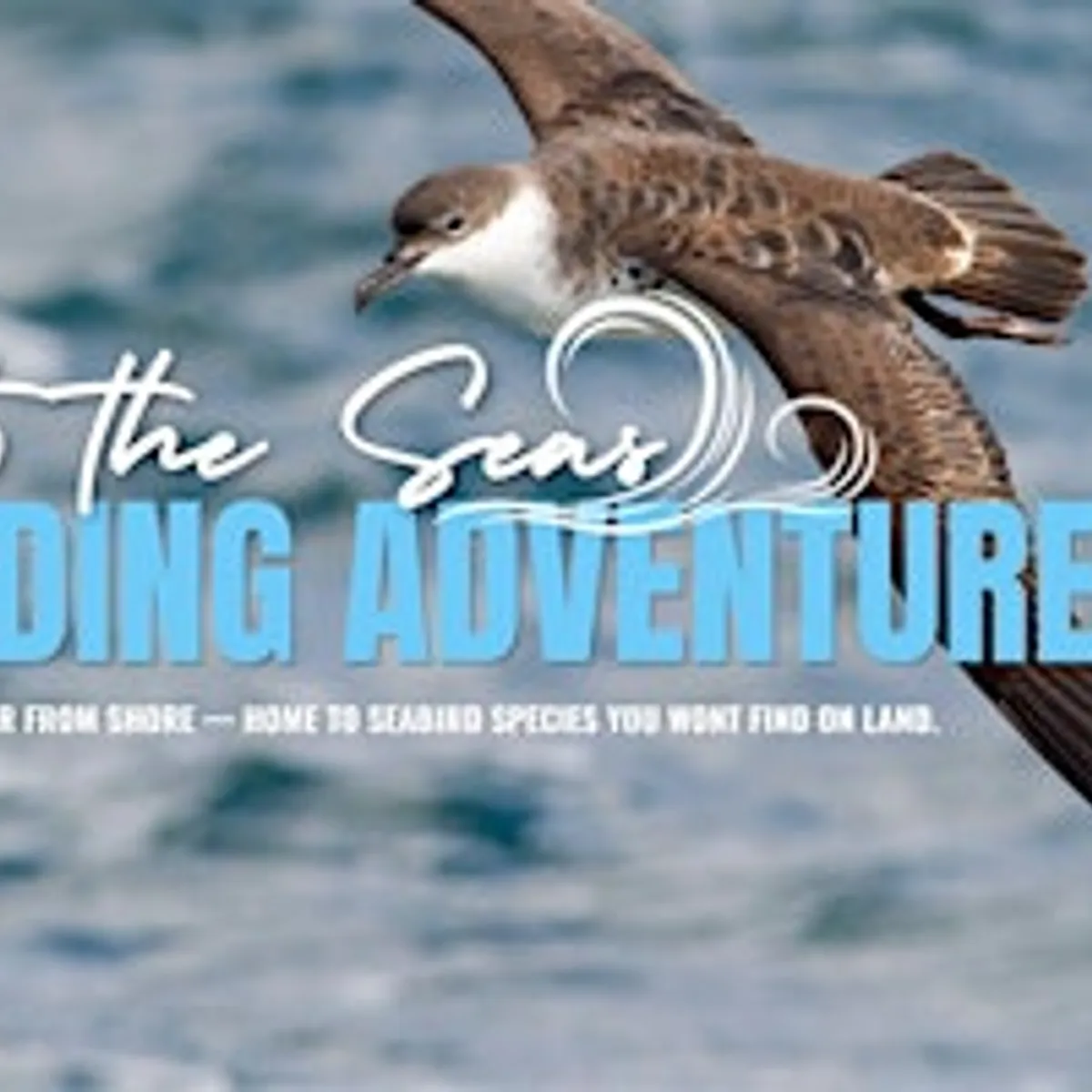 Pelagic Birding Adventure