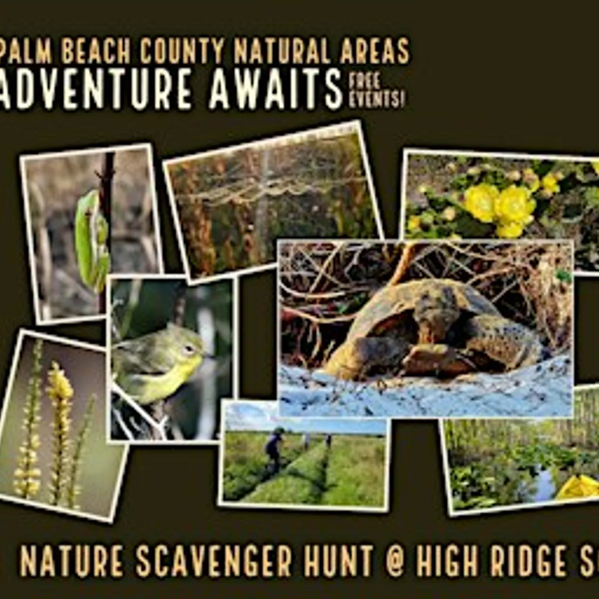 Adventure Awaits - Nature Scavenger Hunt @ High Ridge Scrub