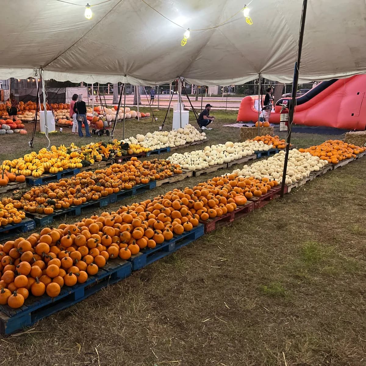 Mr. Jack O' Lanterns Pumpkin Patch