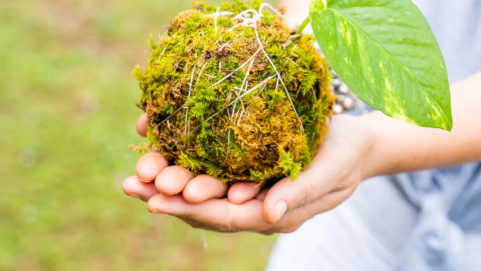 The Art of Kokedama