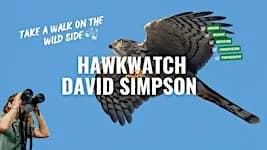 HawkWatch with David Simpson