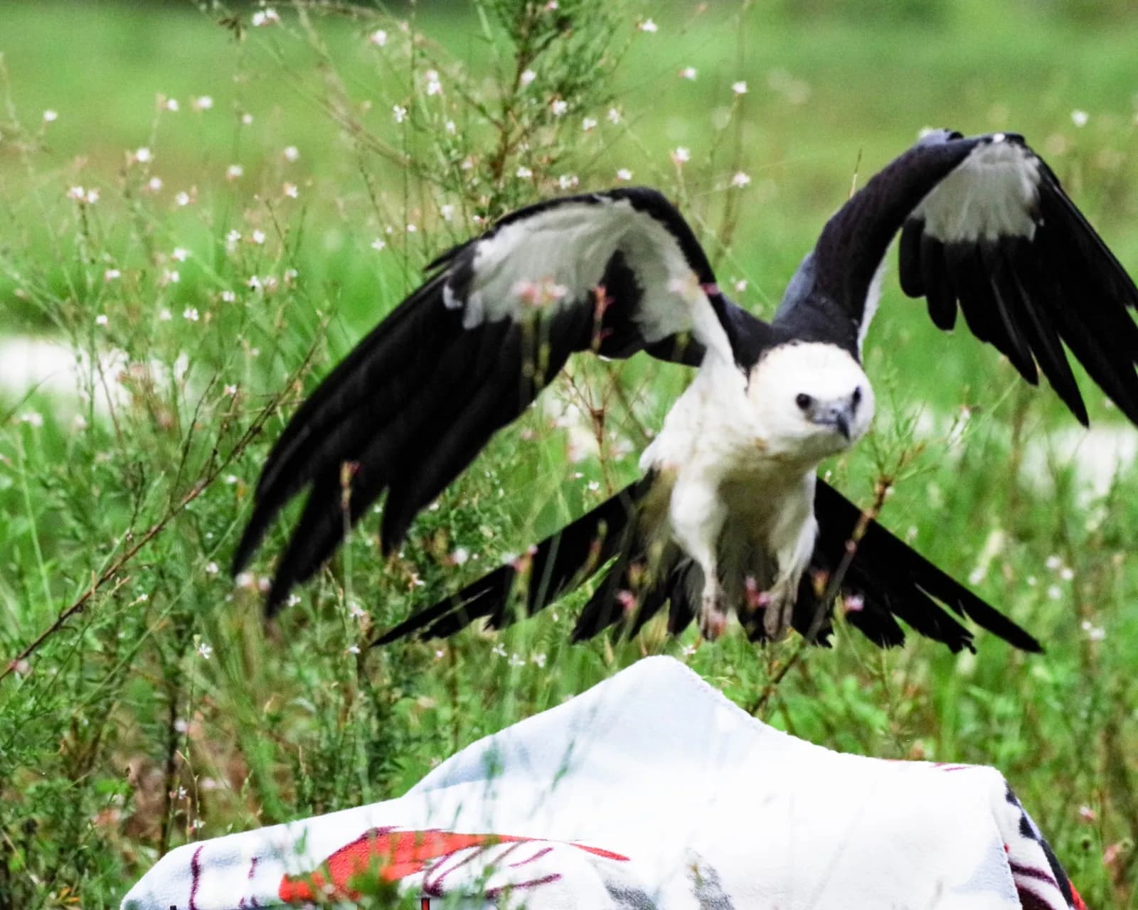 Wine Down with Wildlife: Tracking Kites