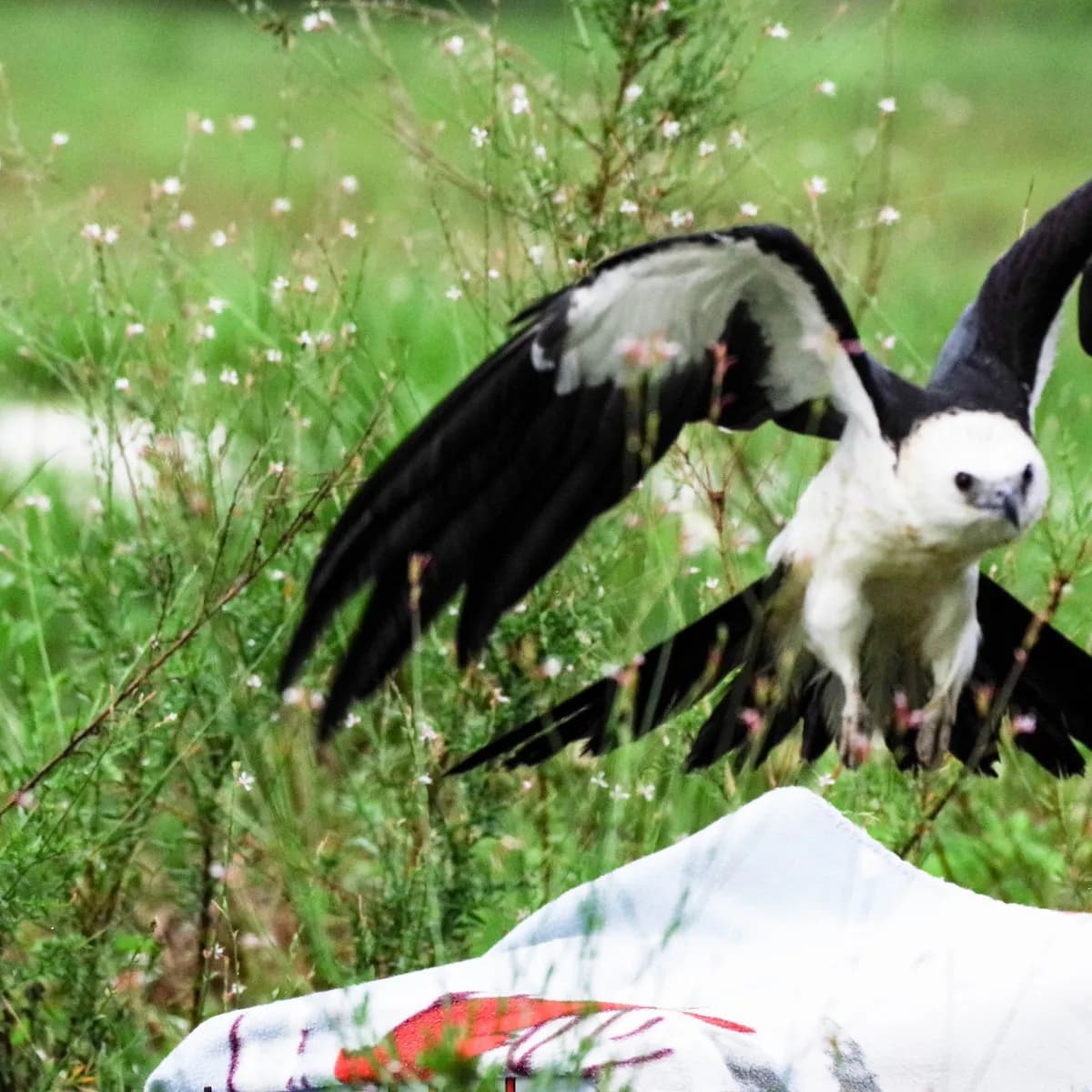 Wine Down with Wildlife: Tracking Kites