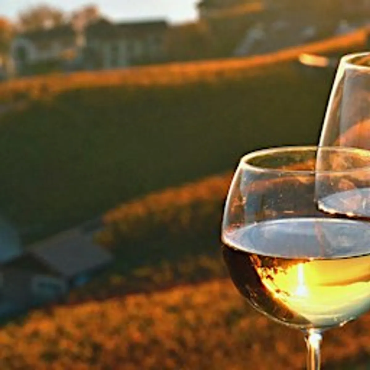 Guided Wine Dinner Experience with Donnafugata