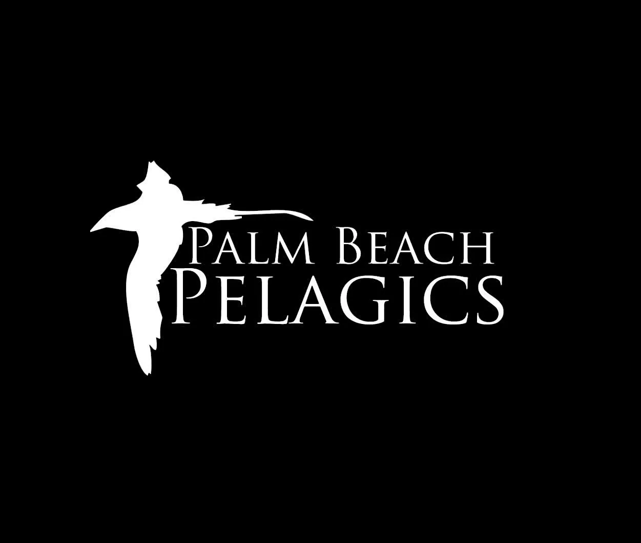 Palm Beach Pelagics Offshore Birding Trip