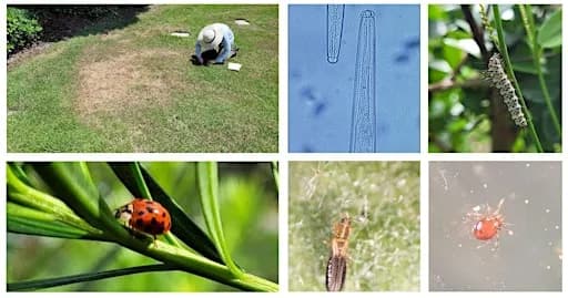 Landscape Entomology and Nematology Workshop