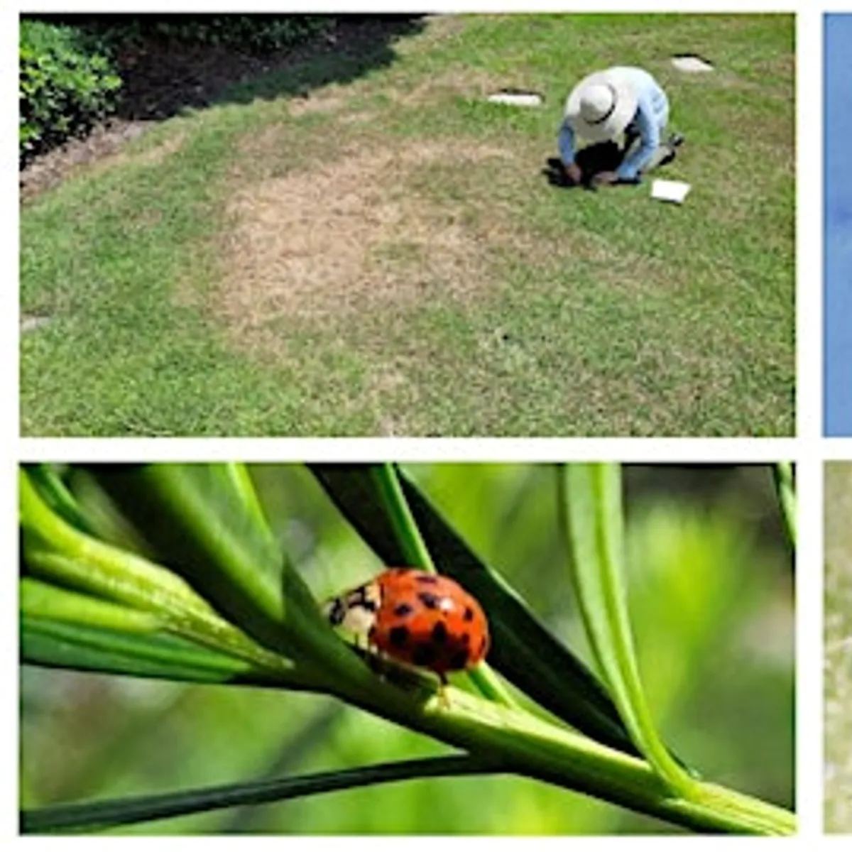 Landscape Entomology and Nematology Workshop