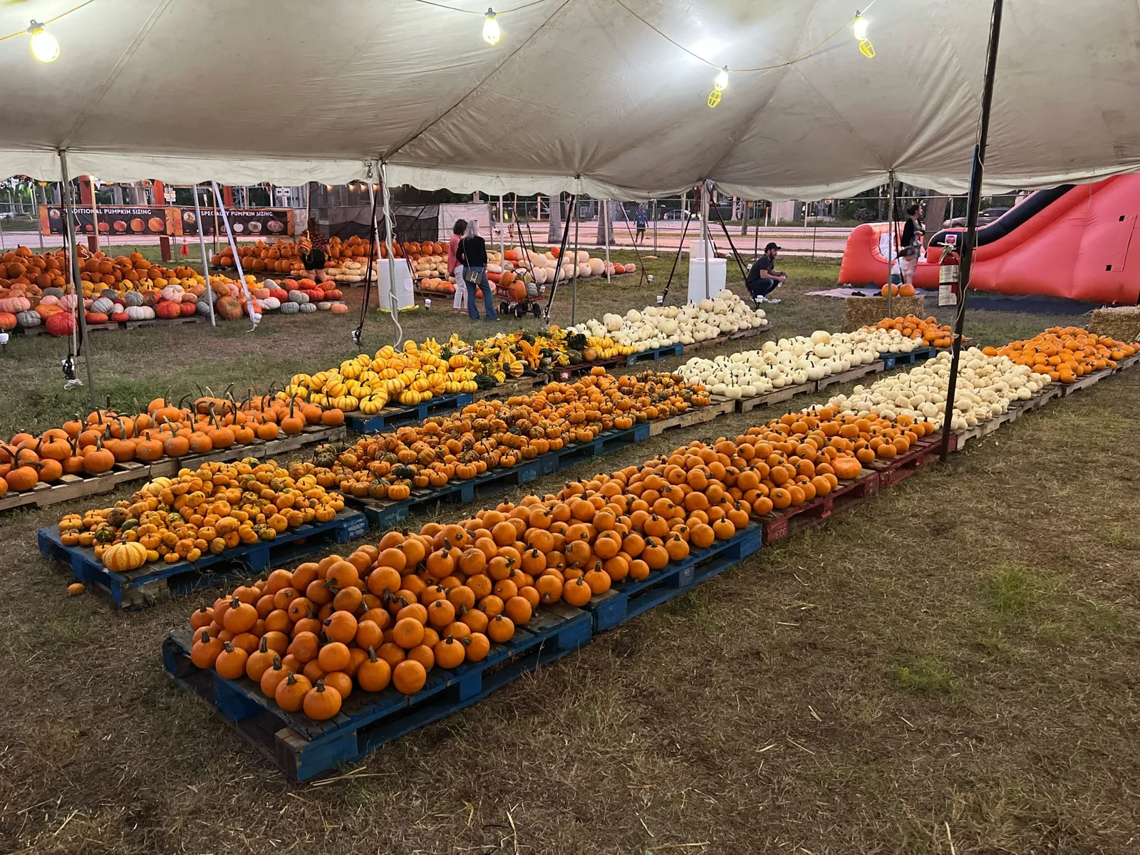 Mr. Jack O' Lanterns Pumpkin Patch
