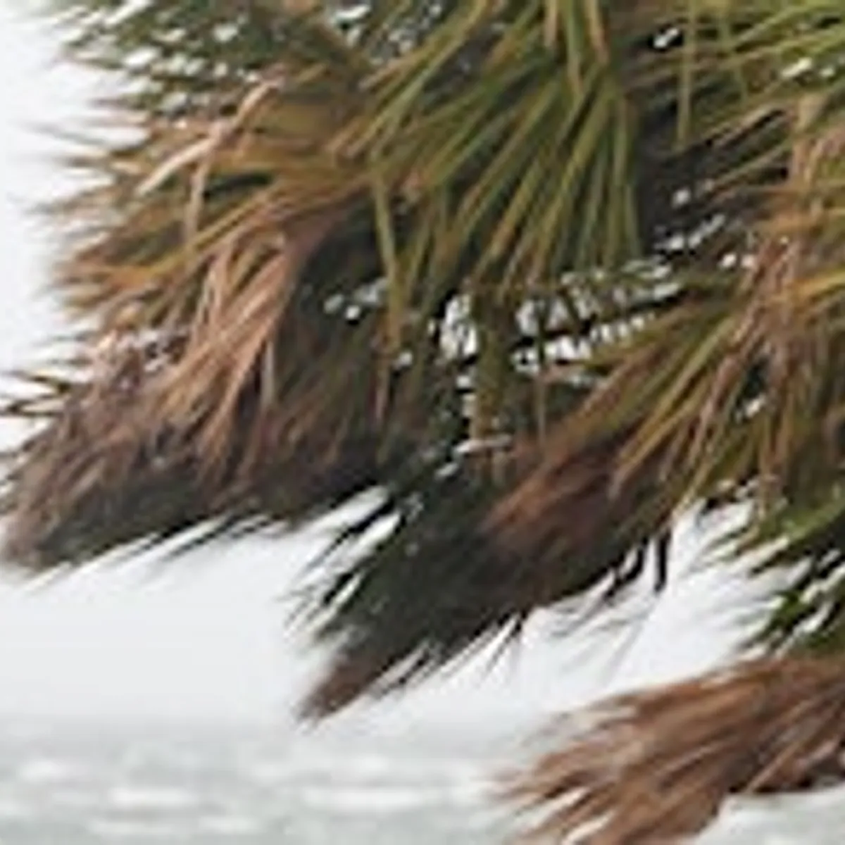Hurricane Preparation Workshop for Landscapers/Arborists