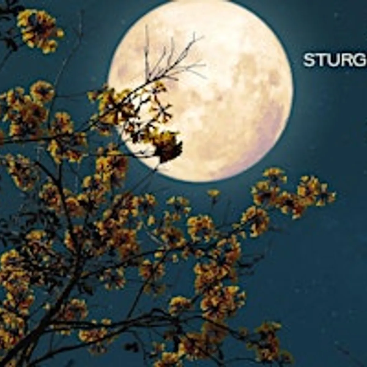 Feel Good Friday: Sturgeon Moon Release & Rise