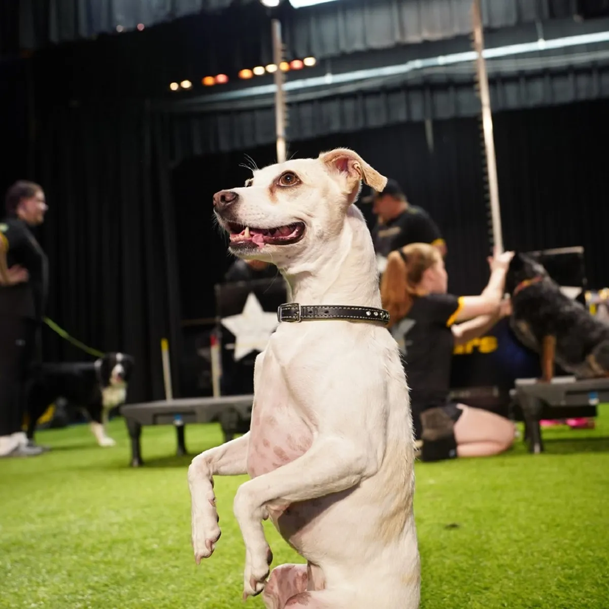 The Canine Stars Stunt Dog Show