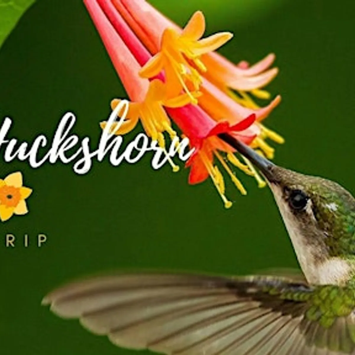 Coffee+Birds: A Fall Bird Walk at the Arboretum