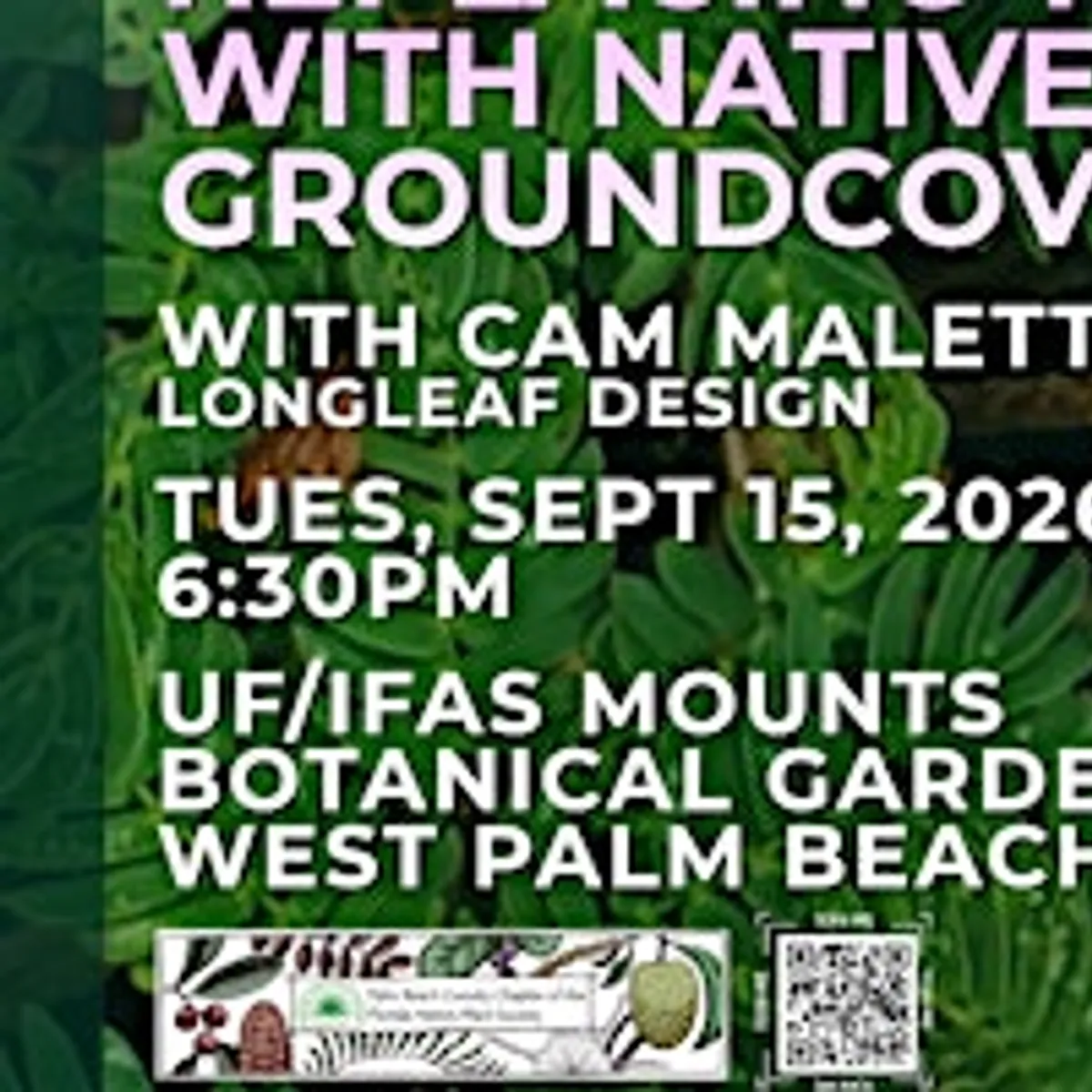 From Lawn to Living Landscape: Replacing Turf with Native Groundcovers