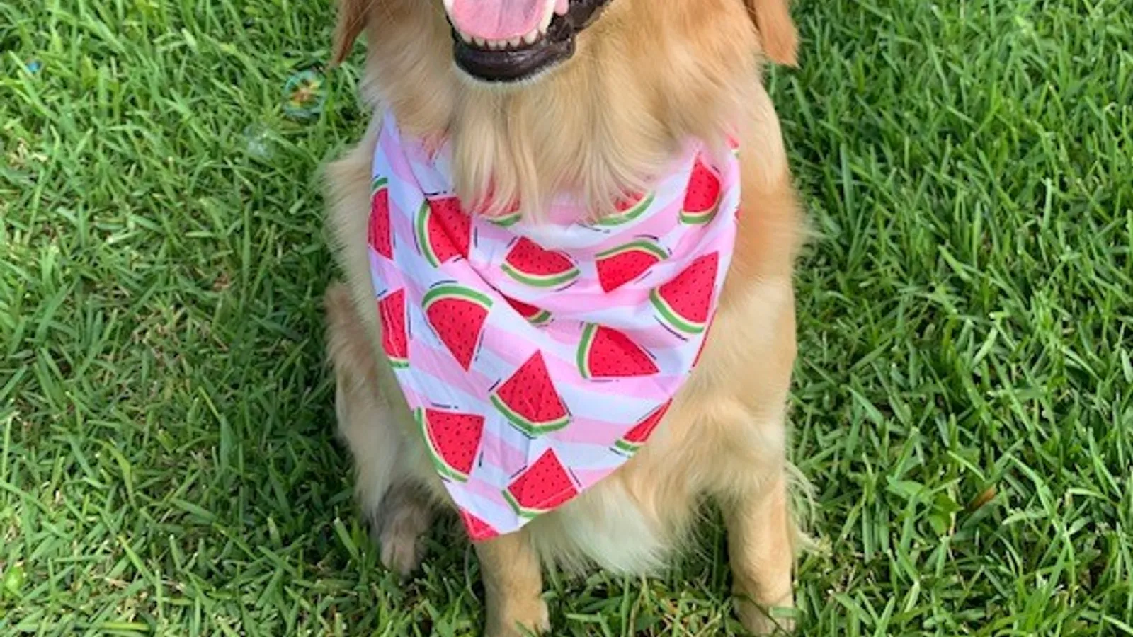 Dog Tales Celebrates Hispanic Heritage Month(Opens in a new tab)
