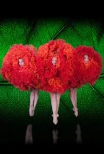 MOMIX BOTANICA