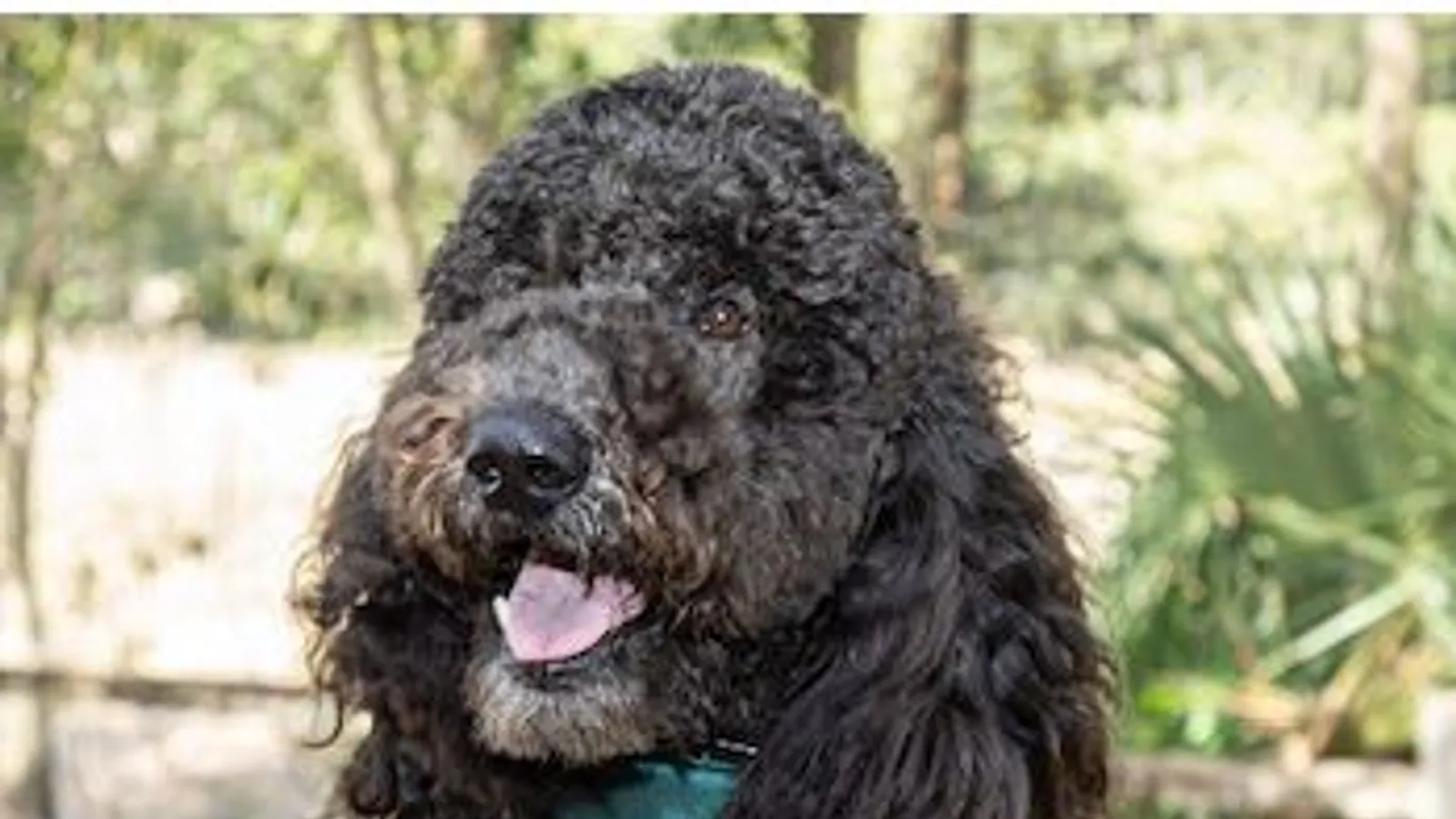 Dog Tales(Opens in a new tab)