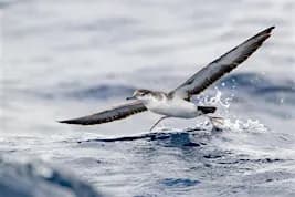 Fall Pelagic-Palm Beach Pelagics 9/27/2026