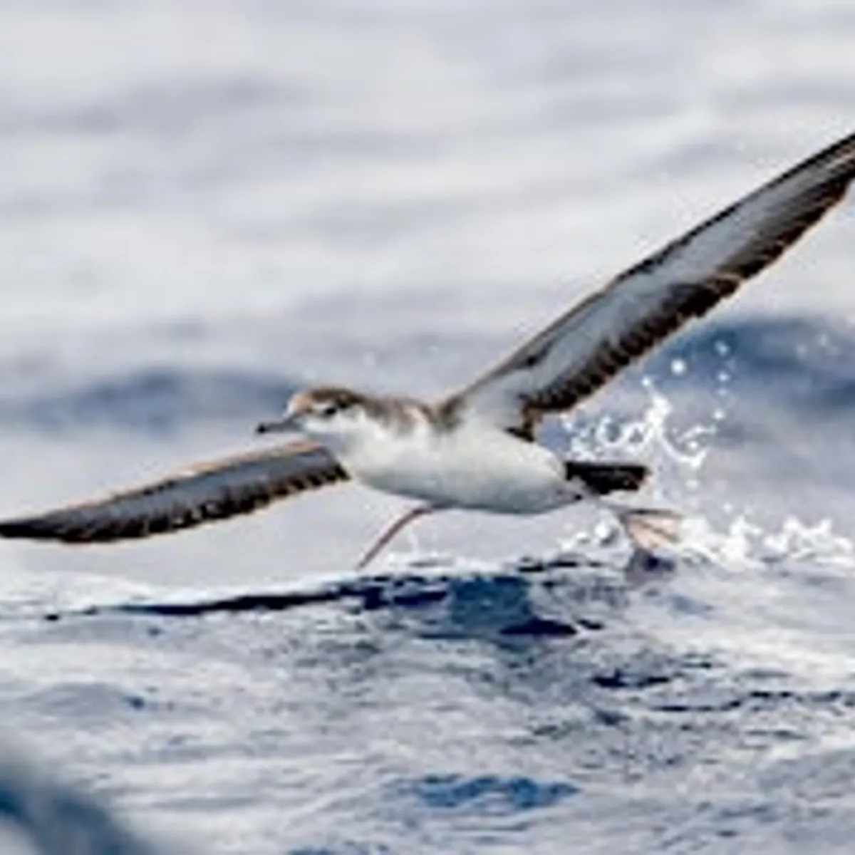 Fall Pelagic-Palm Beach Pelagics 9/27/2026