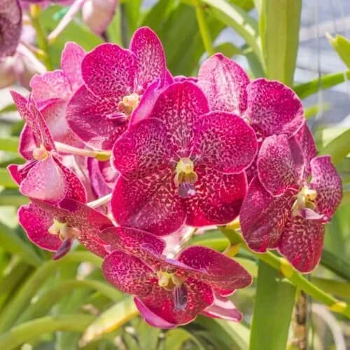 2nd Annual Speakers Day 2026: The Great Orchid Extravaganza