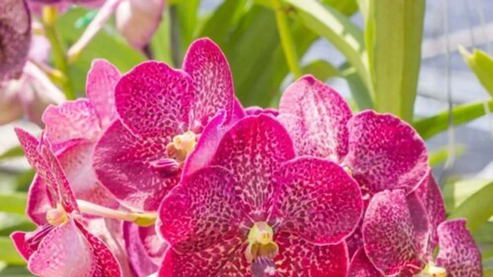 2nd Annual Speakers Day 2026: The Great Orchid Extravaganza