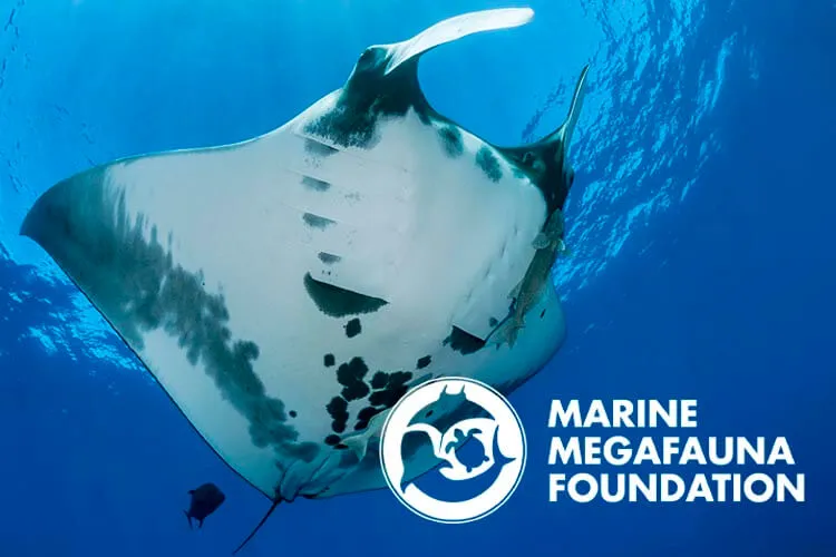 World Manta Day: Presentation and VR Experience