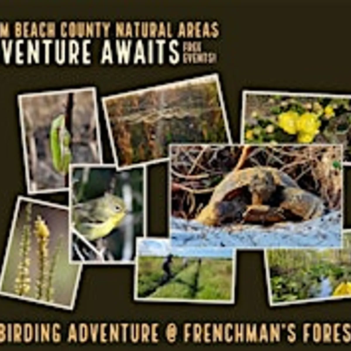 Adventure Awaits -Birding Adventure @ Frenchman's Forest
